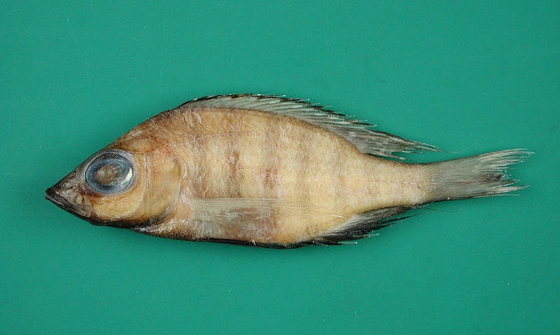 Placidochromis nkhotakotae 'Nkhotakota' (Sungu Spit)